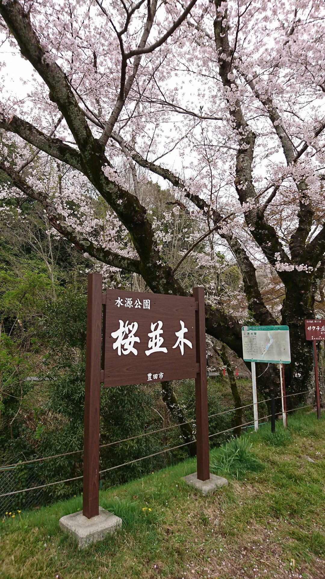 水源公園でお花見 愛知県豊田市 西三河であ そぼ